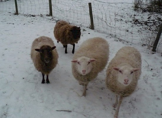 Was machen eigentlich unsere Schafe?
